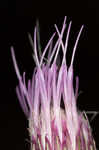 Le Conte's thistle